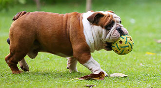 Bulldog With Ball