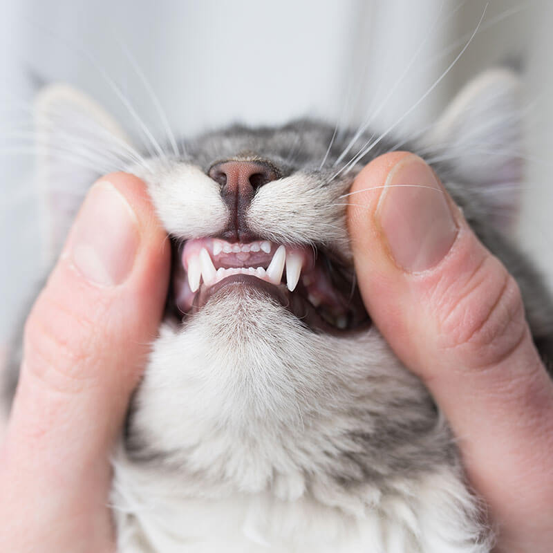 cat and dog teeth cleaning waunakee wi