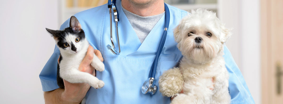 Vet Holding Cat And Dog